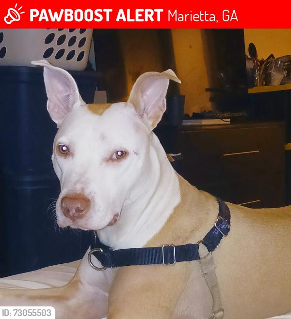 Lost Male Dog last seen Kurtz Rd and bells ferry rd, Marietta, GA 30066
