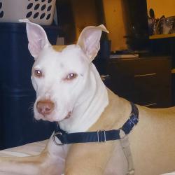 Lost Male Dog last seen Kurtz Rd and bells ferry rd, Marietta, GA 30066