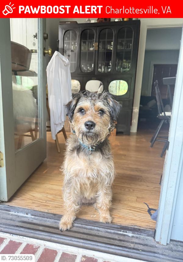 Lost Female Dog last seen North Ave and Park St. , Charlottesville, VA 22901