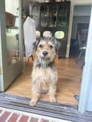 Lost Female Dog last seen North Ave and Park St. , Charlottesville, VA 22901
