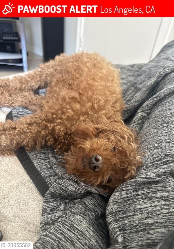 Lost Female Dog last seen Borden Ave and La Mesa St., Los Angeles, CA 91342
