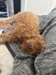 Lost Female Dog last seen Borden Ave and La Mesa St., Los Angeles, CA 91342