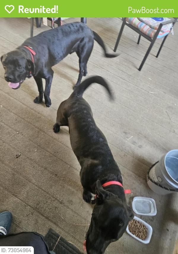 Reunited Male Dog last seen Near Red Oak Dr Fayetteville , Fayetteville, GA 30214