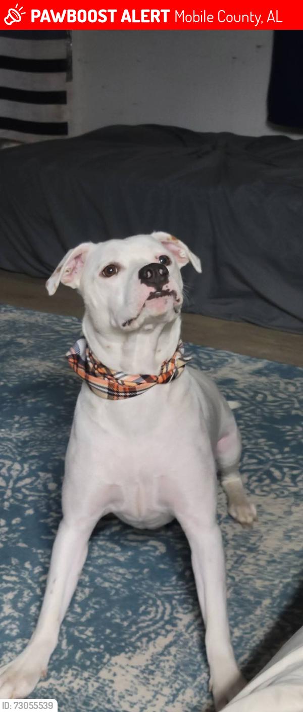 Lost Female Dog last seen The intersection of broadus loop road and McCrary road extension, Mobile County, AL 36575