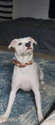 Lost Female Dog last seen The intersection of broadus loop road and McCrary road extension, Mobile County, AL 36575