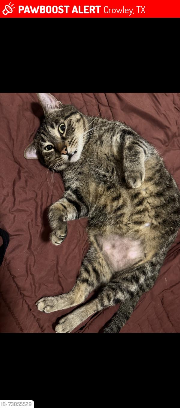 Lost Male Cat last seen Risinger rd and southwest dr, Crowley, TX 76036