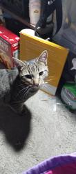 Lost Male Cat last seen Kirk ave, Baltimore, MD 21218