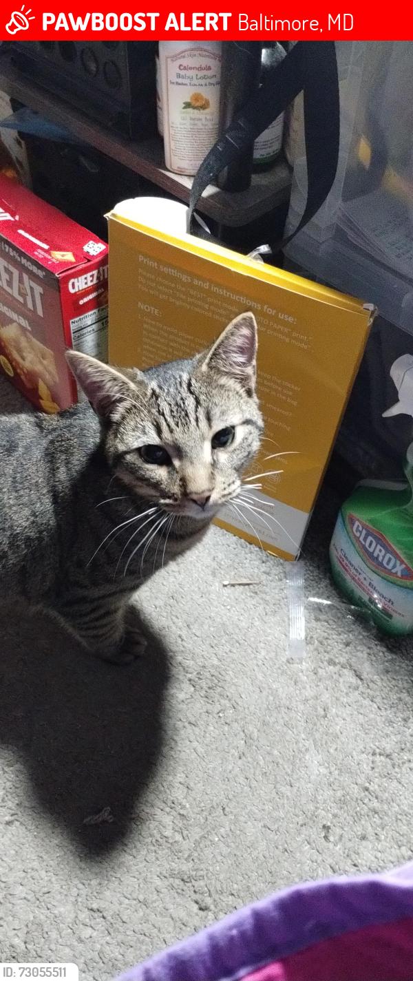 Lost Male Cat last seen Kirk ave, Baltimore, MD 21218