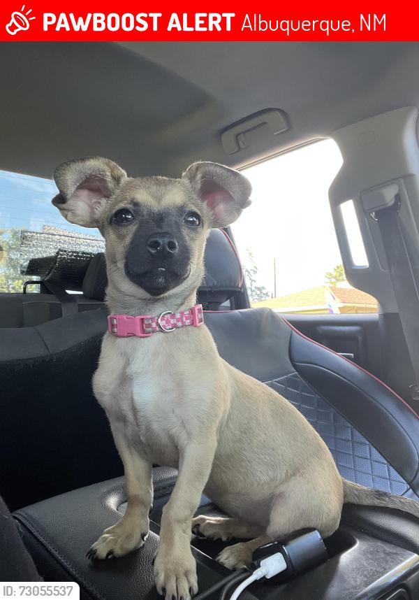 Lost Female Dog last seen Juan tabo and copper (park) across Olive Garden, Albuquerque, NM 87123