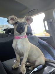 Lost Female Dog last seen Juan tabo and copper (park) across Olive Garden, Albuquerque, NM 87123