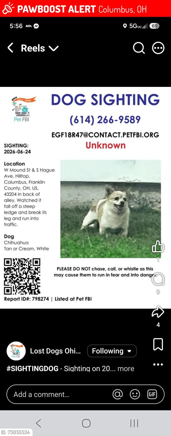 Lost Male Dog last seen Hague and mound..., Columbus, OH 43204
