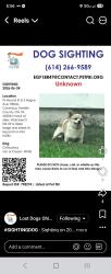 Lost Male Dog last seen Hague and mound..., Columbus, OH 43204