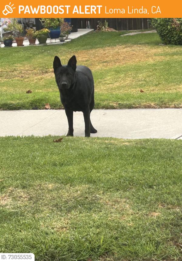 Found/Stray Male Dog last seen Lawton between Pembroke and Leonard Bailey Park, Loma Linda, CA 92354