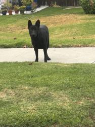 Found/Stray Male Dog last seen Lawton between Pembroke and Leonard Bailey Park, Loma Linda, CA 92354