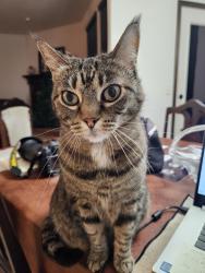 Lost Female Cat last seen Legacy addition - between Independence and Drexel off of SW 140th St., Oklahoma City, OK 73170
