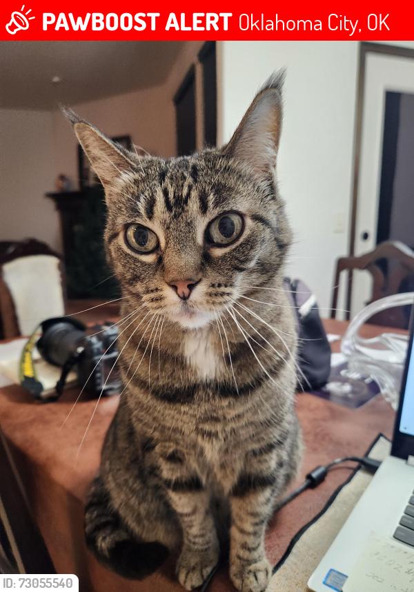 Lost Female Cat last seen Legacy addition - between Independence and Drexel off of SW 140th St., Oklahoma City, OK 73170