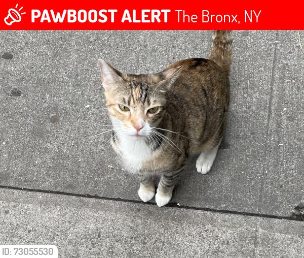 Lost Female Cat last seen West Gun Hill Road, The Bronx, NY 10467