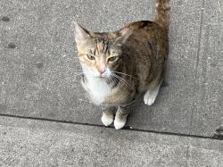 Lost Female Cat last seen West Gun Hill Road, The Bronx, NY 10467