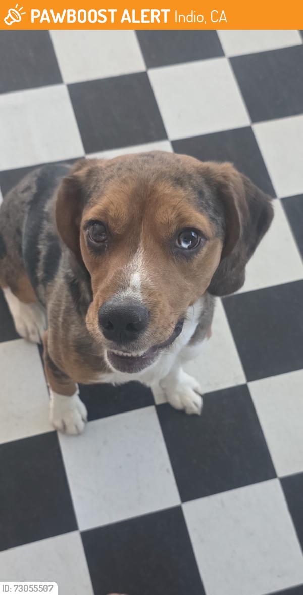 Found/Stray Unknown Dog last seen Burnette Dr. , Indio, CA 92201
