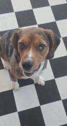 Found/Stray Unknown Dog last seen Burnette Dr. , Indio, CA 92201