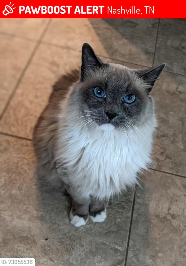 Lost Female Cat last seen Stone Hollow Court , Nashville, TN 37076