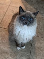 Lost Female Cat last seen Stone Hollow Court , Nashville, TN 37076
