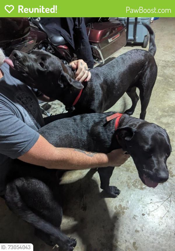 Reunited Unknown Dog last seen Ashland , Fayetteville. GA 30214, Fayetteville, GA 30214