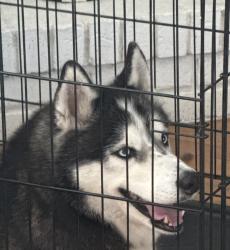 Found/Stray Male Dog last seen Eleven 22 Church, Jacksonville, FL 32257