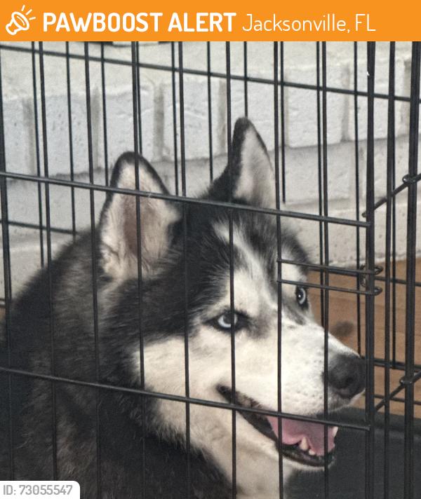 Found/Stray Male Dog last seen Eleven 22 Church, Jacksonville, FL 32257