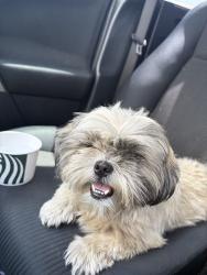 Found/Stray Female Dog last seen Blackhawk, near Sage Mark, on a median, Houston, TX 77089