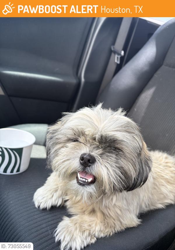Found/Stray Female Dog last seen Blackhawk, near Sage Mark, on a median, Houston, TX 77089