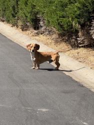 Reunited Male Dog last seen Near Vigo Dr, La Mesa, CA 91942