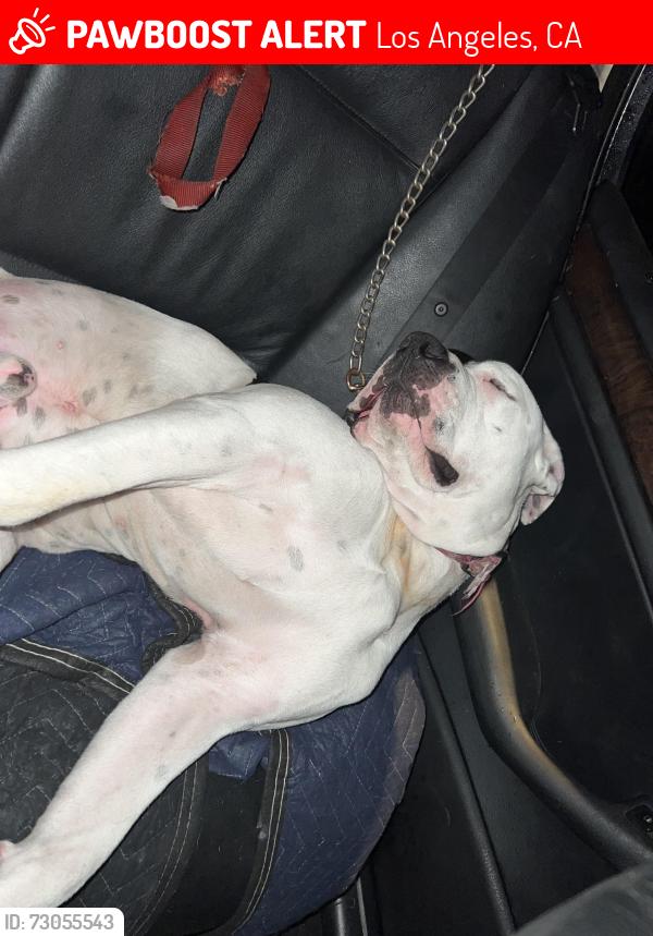 Lost Male Dog last seen Firestone and central , Los Angeles, CA 90001