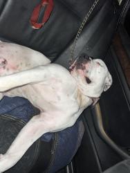 Lost Male Dog last seen Firestone and central , Los Angeles, CA 90001