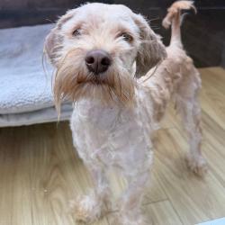 Shelter Stray Male Dog last seen , Animal Care & Control Team of Philly, 111 W Hunting Park Ave, Philadelphia, PA 19140, USA