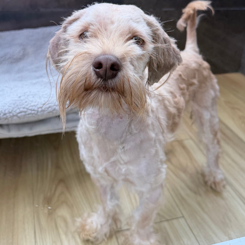 Shelter Stray Male Dog last seen , Animal Care & Control Team of Philly, 111 W Hunting Park Ave, Philadelphia, PA 19140, USA
