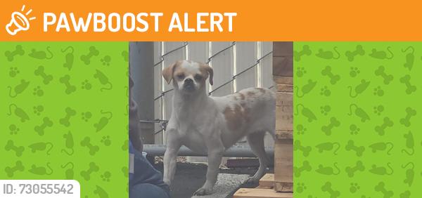 Found/Stray Female Dog last seen Atlas International, Huntington Beach, CA 92649