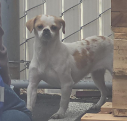 Found/Stray Female Dog last seen Atlas International, Huntington Beach, CA 92649