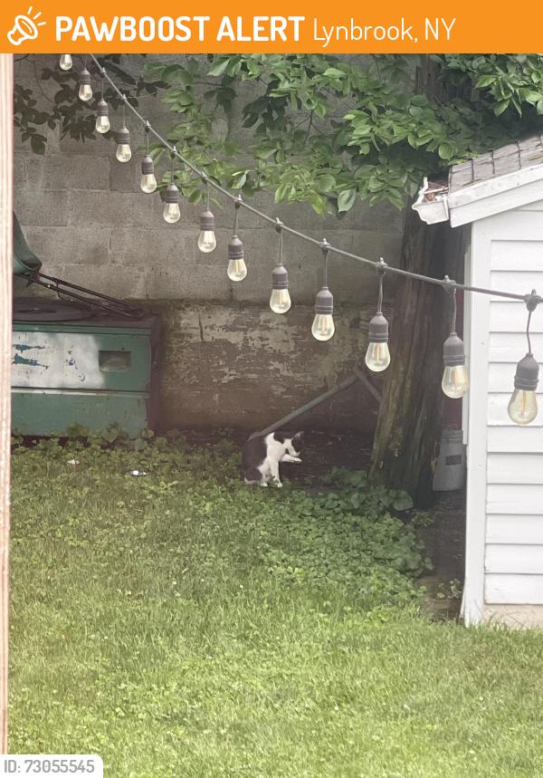 Found/Stray Unknown Cat last seen Near John St, Lynbrook, NY, Lynbrook, NY 11563