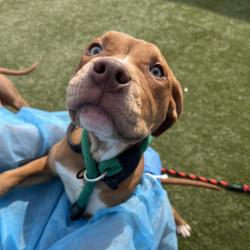 Shelter Stray Male Dog last seen , Animal Care & Control Team of Philly, 111 W Hunting Park Ave, Philadelphia, PA 19140, USA