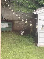 Found/Stray Unknown Cat last seen Near John St, Lynbrook, NY, Lynbrook, NY 11563
