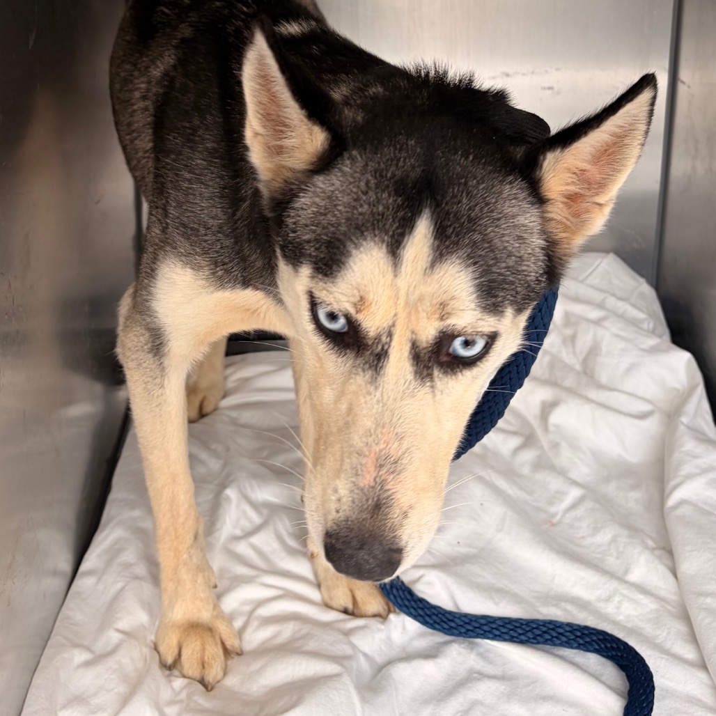 Shelter Stray Female Dog last seen , Animal Care & Control Team of Philly, 111 W Hunting Park Ave, Philadelphia, PA 19140, USA