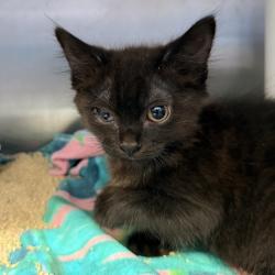 Shelter Stray Female Cat last seen , 4575 E Mesquite Ave, Palm Springs, CA 92264, USA