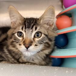 Shelter Stray Male Cat last seen , 4575 E Mesquite Ave, Palm Springs, CA 92264, USA