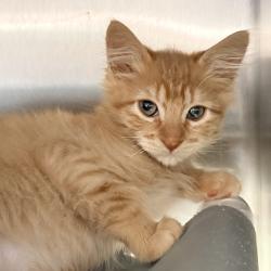 Shelter Stray Male Cat last seen , 4575 E Mesquite Ave, Palm Springs, CA 92264, USA