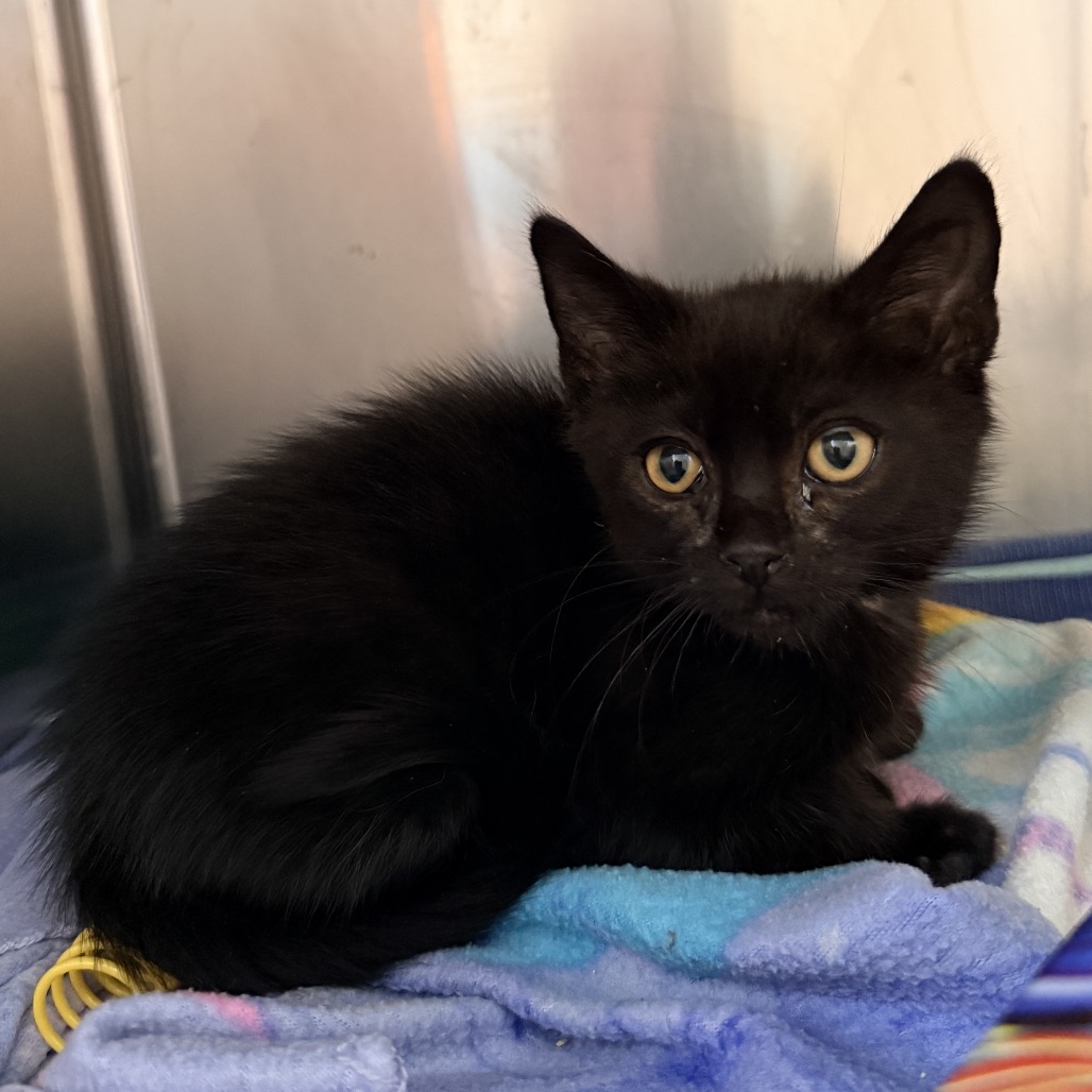 Shelter Stray Male Cat last seen , 4575 E Mesquite Ave, Palm Springs, CA 92264, USA