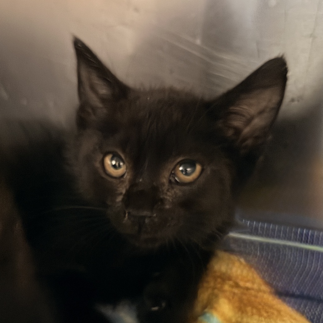 Shelter Stray Male Cat last seen , 4575 E Mesquite Ave, Palm Springs, CA 92264, USA