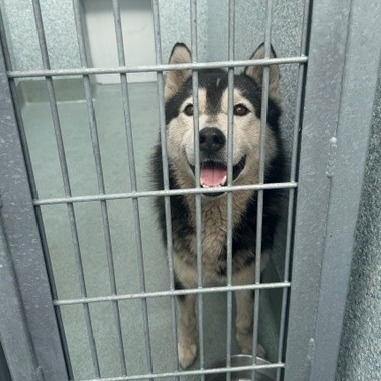 Shelter Stray Unknown Dog last seen , 12910 Yukon Ave, Hawthorne, CA 90250, USA