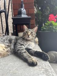 Found/Stray Unknown Cat last seen Glen Erin and Britannia, Mississauga, ON L5M