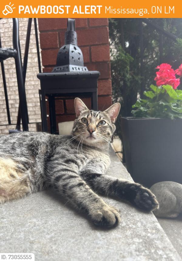 Found/Stray Unknown Cat last seen Glen Erin and Britannia, Mississauga, ON L5M